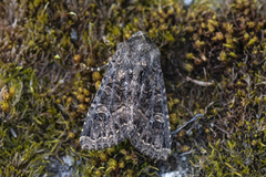 Mørkt engfly (Apamea furva)