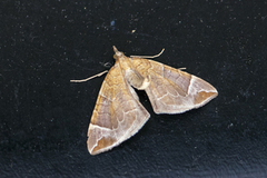 Krattbærmåler (Eulithis testata)