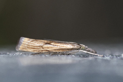 Gul nebbmott (Agriphila inquinatella)