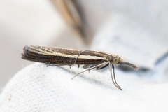 Okernebbmott (Agriphila tristella)