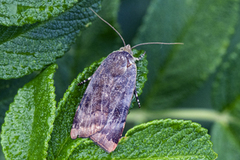 Fiolett båndfly (Noctua janthe)