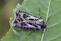 Fagerjordfly (Agrotis vestigialis)