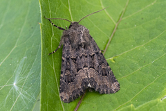 Blekt stengelfly (Luperina testacea)