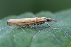 Okernebbmott (Agriphila tristella)