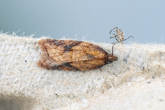 Mjødurtflatvikler (Acleris aspersana)