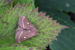 Kløverspinner (Lasiocampa trifolii)