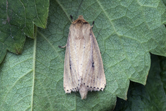 Piggknopprørfly (Globia sparganii)