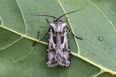 Fagerjordfly (Agrotis vestigialis)