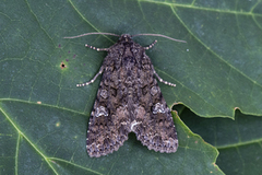 Kålfly (Mamestra brassicae)