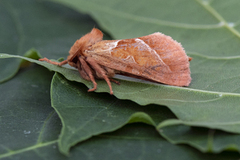 Rød roteter (Triodia sylvina)