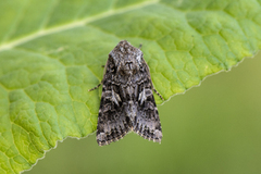 Gulflekkfly (Hada plebeja)