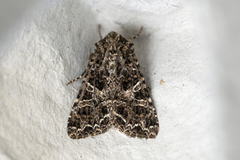 Mørkt nellikfly (Hadena bicruris)