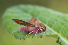 Liten snabelsvermer (Deilephila porcellus)