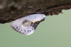 Slåpetornsigdvinge (Cilix glaucata)