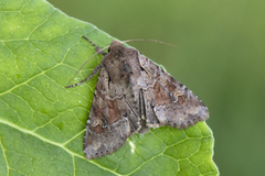 Åkerengfly (Apamea sordens)