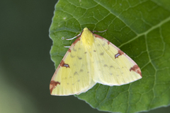 Sitronmåler (Opisthograptis luteolata)