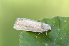 Marehalmfly (Longalatedes elymi)