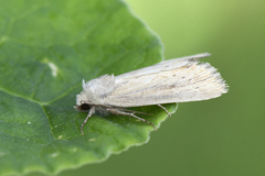 Marehalmfly (Longalatedes elymi)