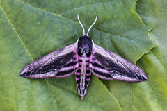 Ligustersvermer (Sphinx ligustri)