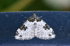 Vårbåndmåler (Xanthorhoe fluctuata)