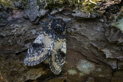 Prakttannspinner (Notodonta tritophus)