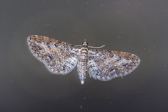 Kystdvergmåler (Eupithecia subumbrata)