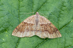 Bred skumringsmåler (Plagodis pulveraria)