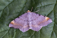 Furubuemåler (Macaria liturata)