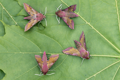 Liten snabelsvermer (Deilephila porcellus)