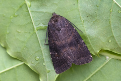 Skyggefly (Rusina ferruginea)