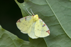 Sitronmåler (Opisthograptis luteolata)