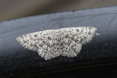 Seljeløvmåler (Cyclophora pendularia)