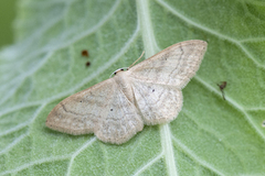 Bueengmåler (Idaea straminata)