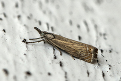 Årenebbmott (Chrysoteuchia culmella)