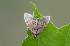 Furubarmåler (Thera obeliscata)