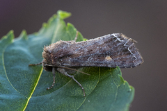 Hagelundfly (Lacanobia oleracea)