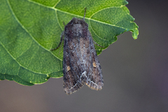 Hagelundfly (Lacanobia oleracea)