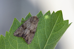 Gulbrunt engfly (Apamea sublustris)