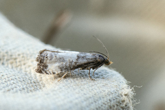 Hagerosevikler (Notocelia cynosbatella)