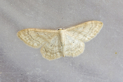 Krattengmåler (Idaea deversaria)