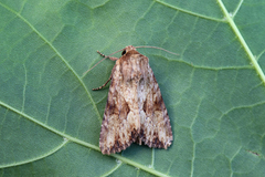 Gulbrunt engfly (Apamea sublustris)