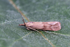 Bakkesmalmott (Hypochalcia ahenella)