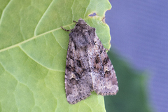 Åkerjordfly (Agrotis exclamationis)