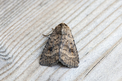 Brunt urtefly (Caradrina morpheus)