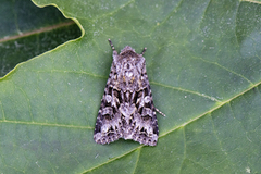 Gulflekkfly (Hada plebeja)