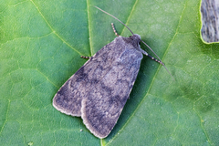 Mørkt klippefly (Standfussiana lucernea)