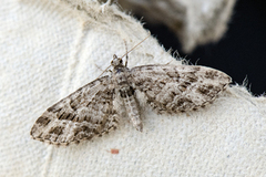 Strekdvergmåler (Eupithecia exiguata)