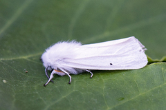 Hvit tigerspinner (Spilosoma urticae)