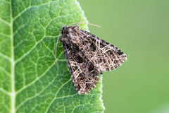 Fiolett nellikfly (Sideridis rivularis)