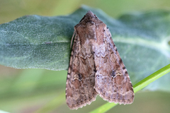 Åkerengfly (Apamea sordens)